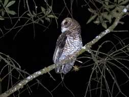 Image of Rusty-barred Owl