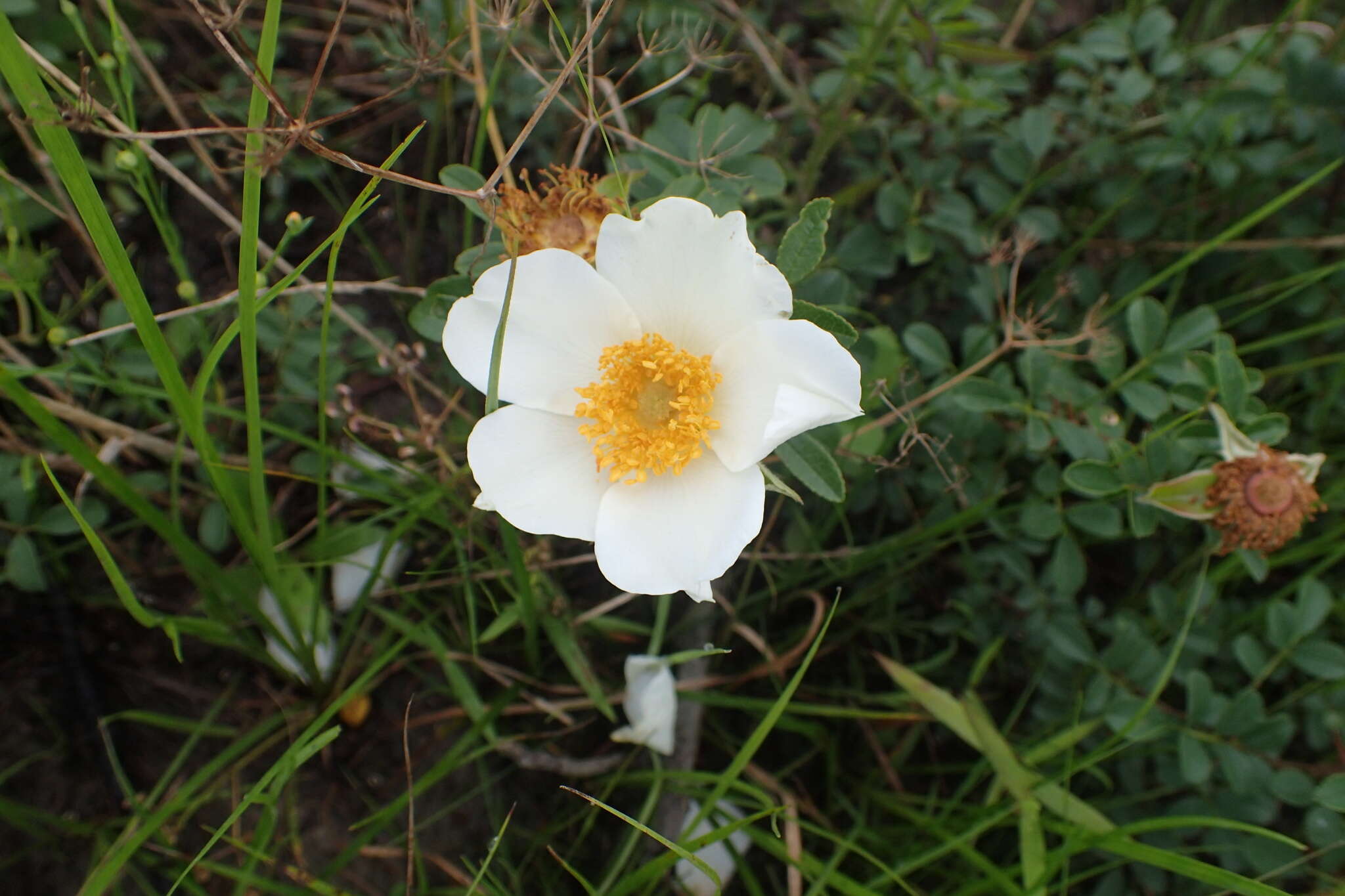 Imagem de Rosa bracteata J. C. Wendl.