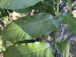 Dysoxylum mollissimum subsp. molle (Miq.) D. J. Mabberley的圖片