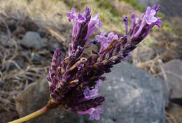 Image of Lavandula rotundifolia Benth.