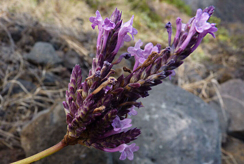 Image of Lavandula rotundifolia Benth.