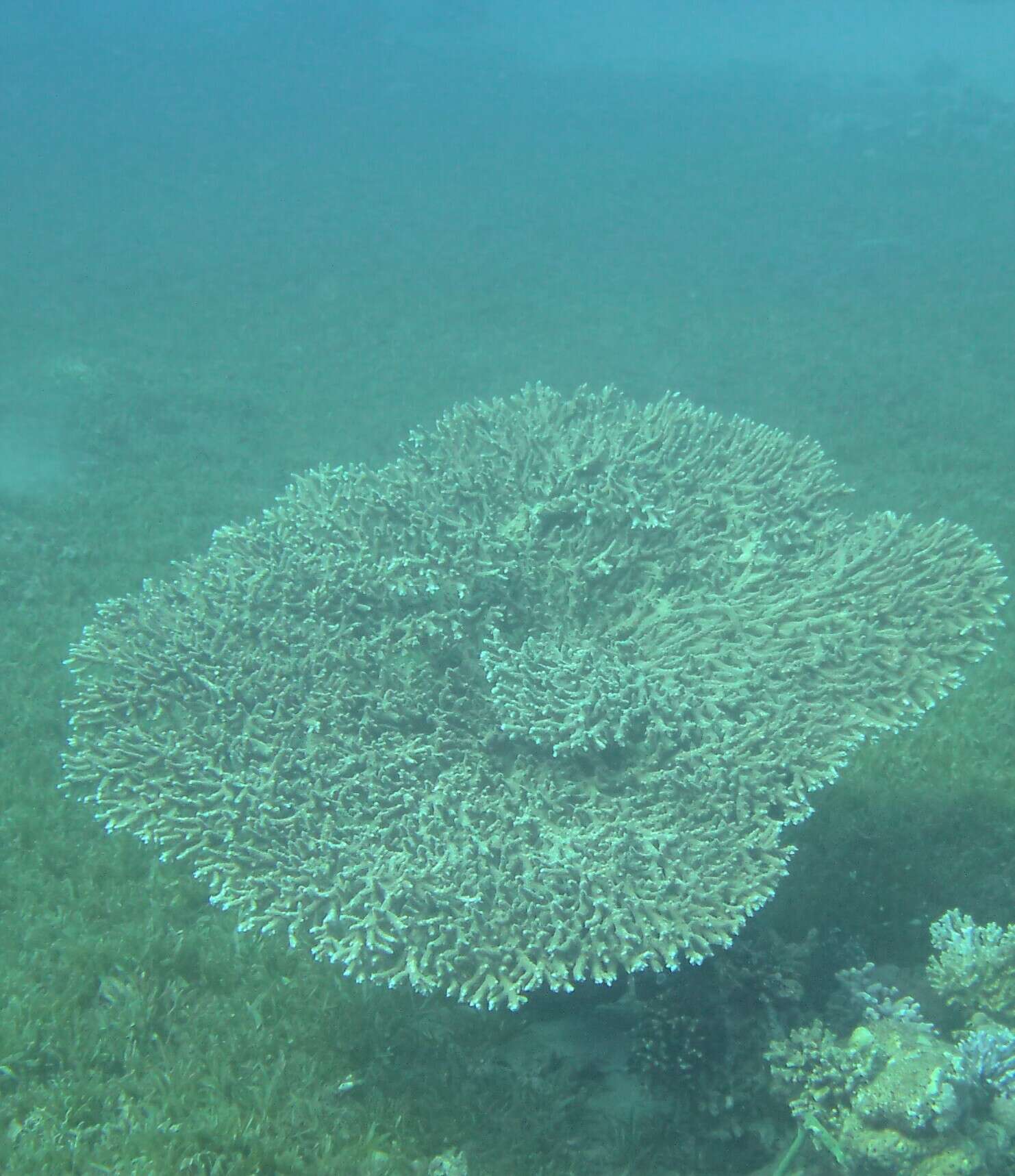 Image of Acropora downingi Wallace 1999