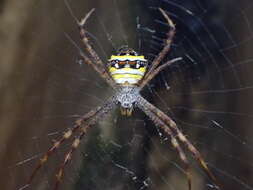 Image of Argiope aetheroides Yin, Wang, Zhang, Peng & Chen 1989