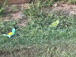 Image of Hooded Parrot