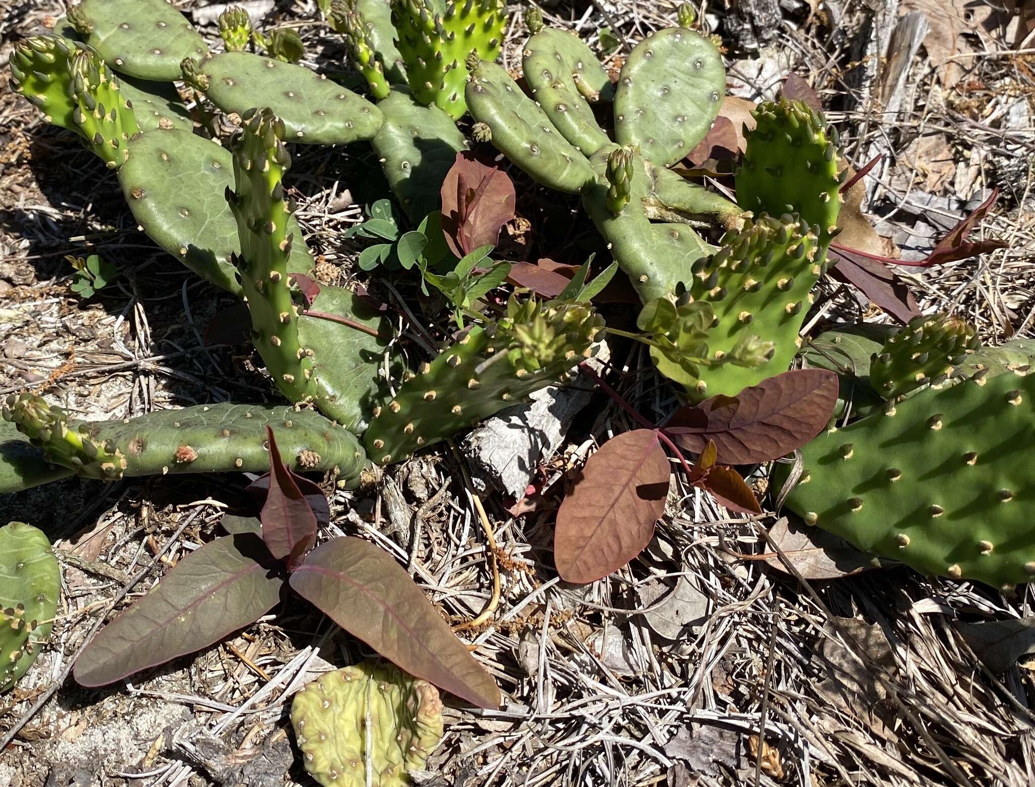 Слика од Euphorbia ipecacuanhae L.