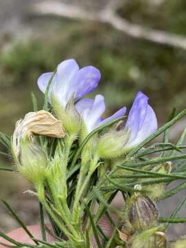 Image of Psoralea montana