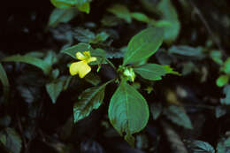 Image of Impatiens oncidioides Ridleyex Hook. fil.