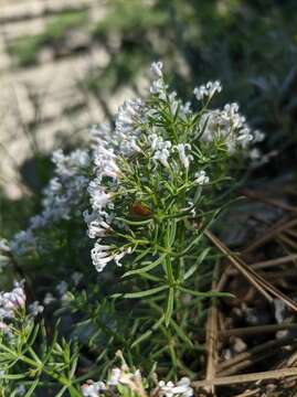 Image of Asperula cretacea Willd. ex Roem. & Schult.