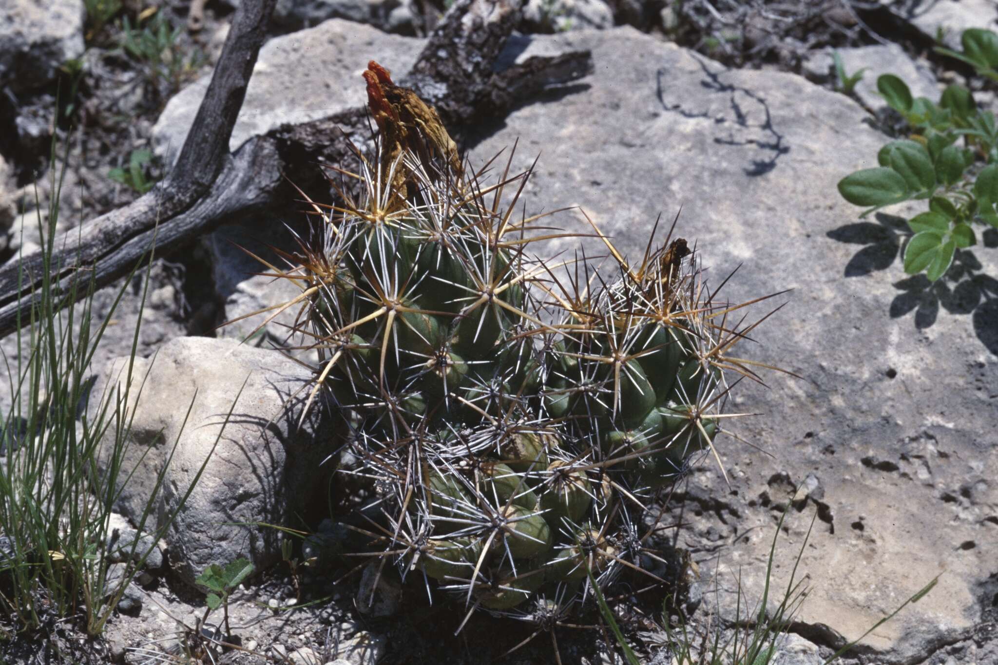 Image of Coryphantha wohlschlageri Holzeis