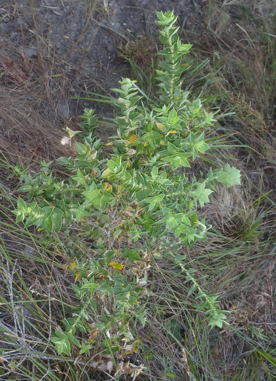 Image of <i>Cliffortia <i>ilicifolia</i></i> var. ilicifolia