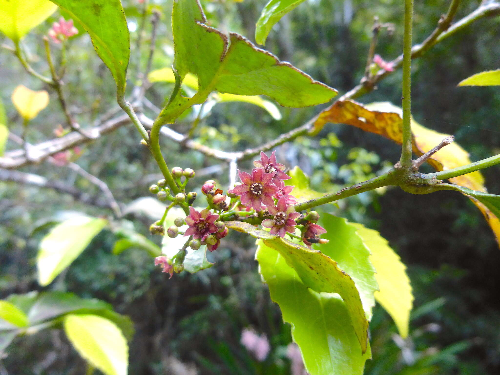 Image of Daphnandra tenuipes Perkins