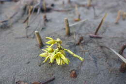 Image of Rhizophora racemosa G. F. W. Meyer