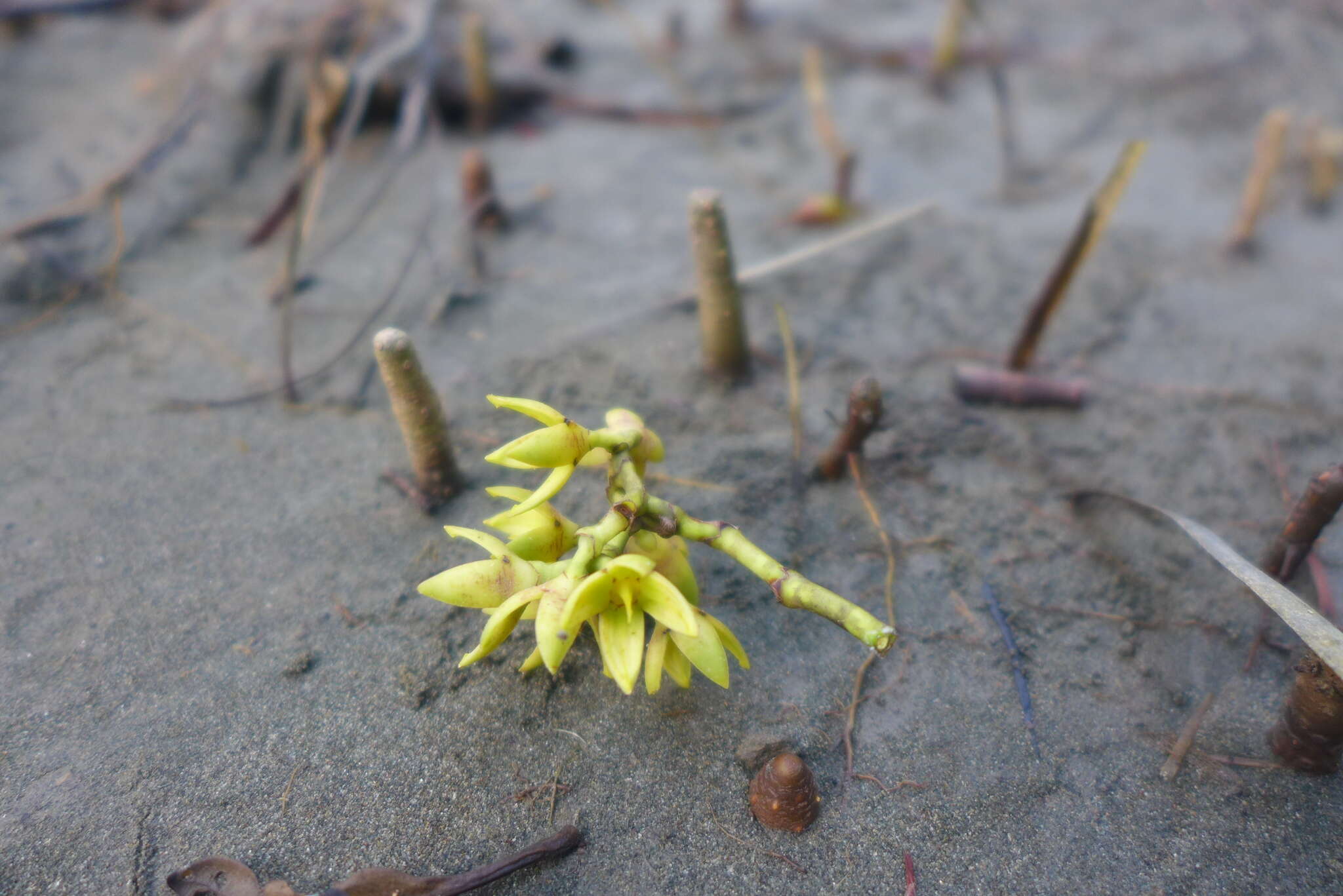 Image of Rhizophora racemosa G. F. W. Meyer