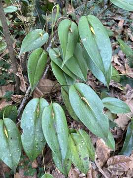 Image of Pleurothallis microcardia Rchb. fil.