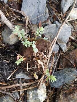 Image of ledge stonecrop