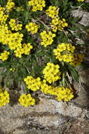 Imagem de Draba grayana (Rydb.) C. L. Hitchc.