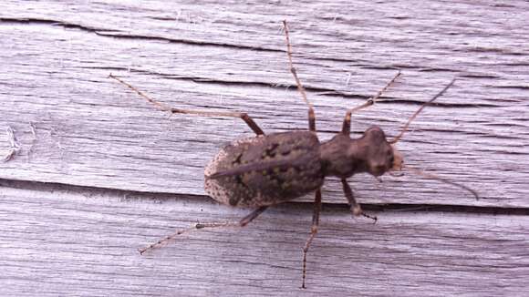 Image of Neocicindela parryi (White 1846)