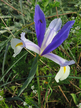 Image of Spanish iris