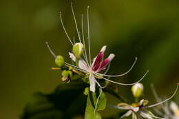 Image of Capparis henryi Matsum.