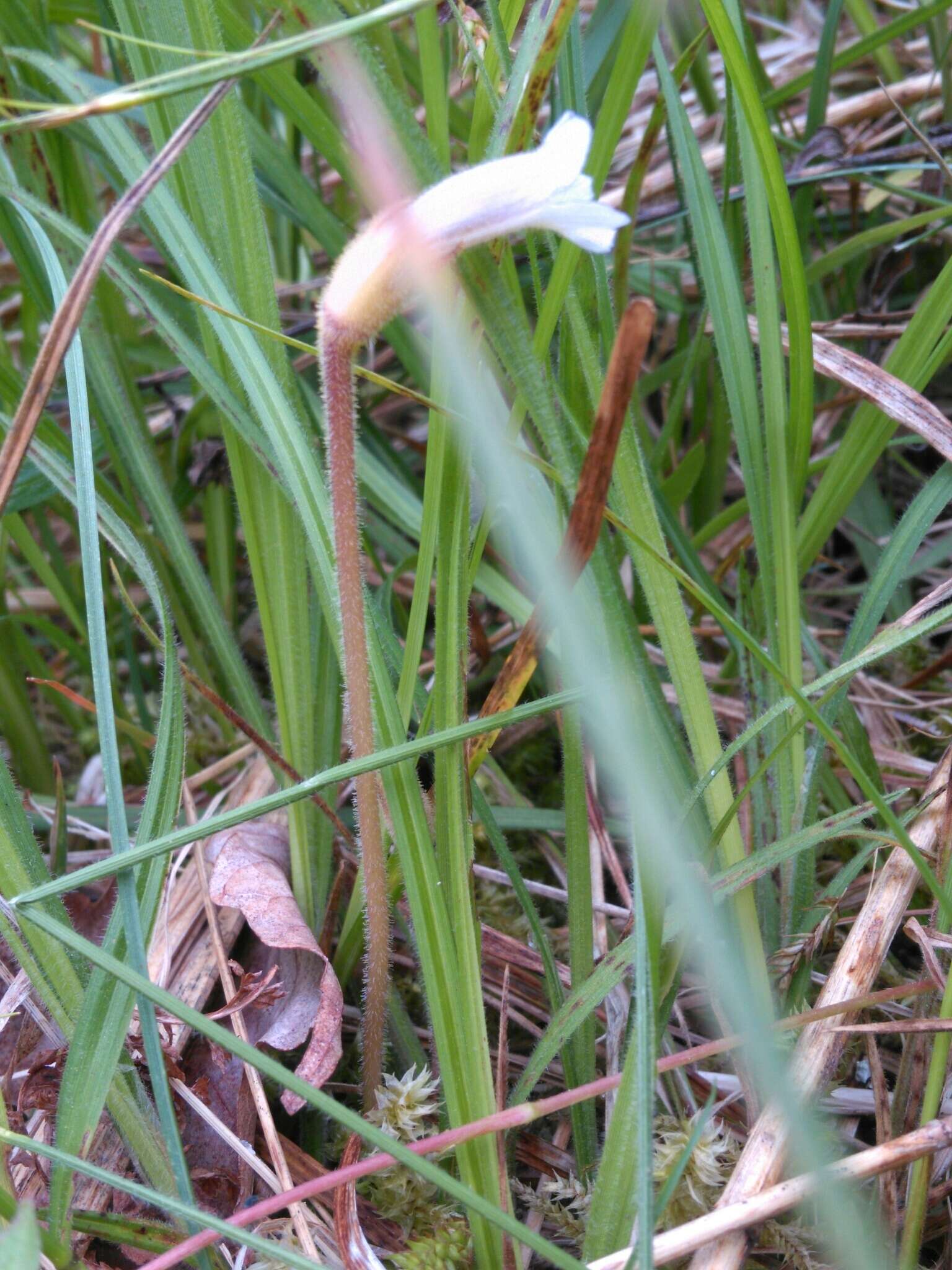 Image de Aphyllon uniflorum (L.) Torr. & A. Gray