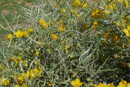 صورة <i>Senna artemisioides</i> subsp. <i>petiolaris</i>