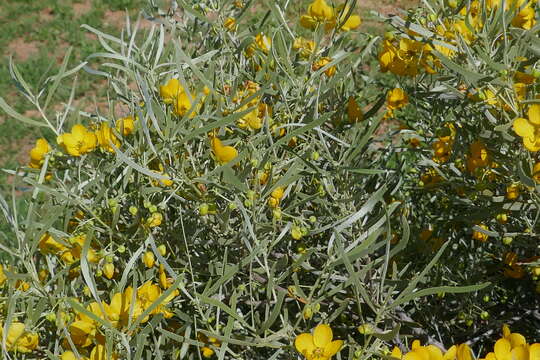 صورة <i>Senna artemisioides</i> subsp. <i>petiolaris</i>