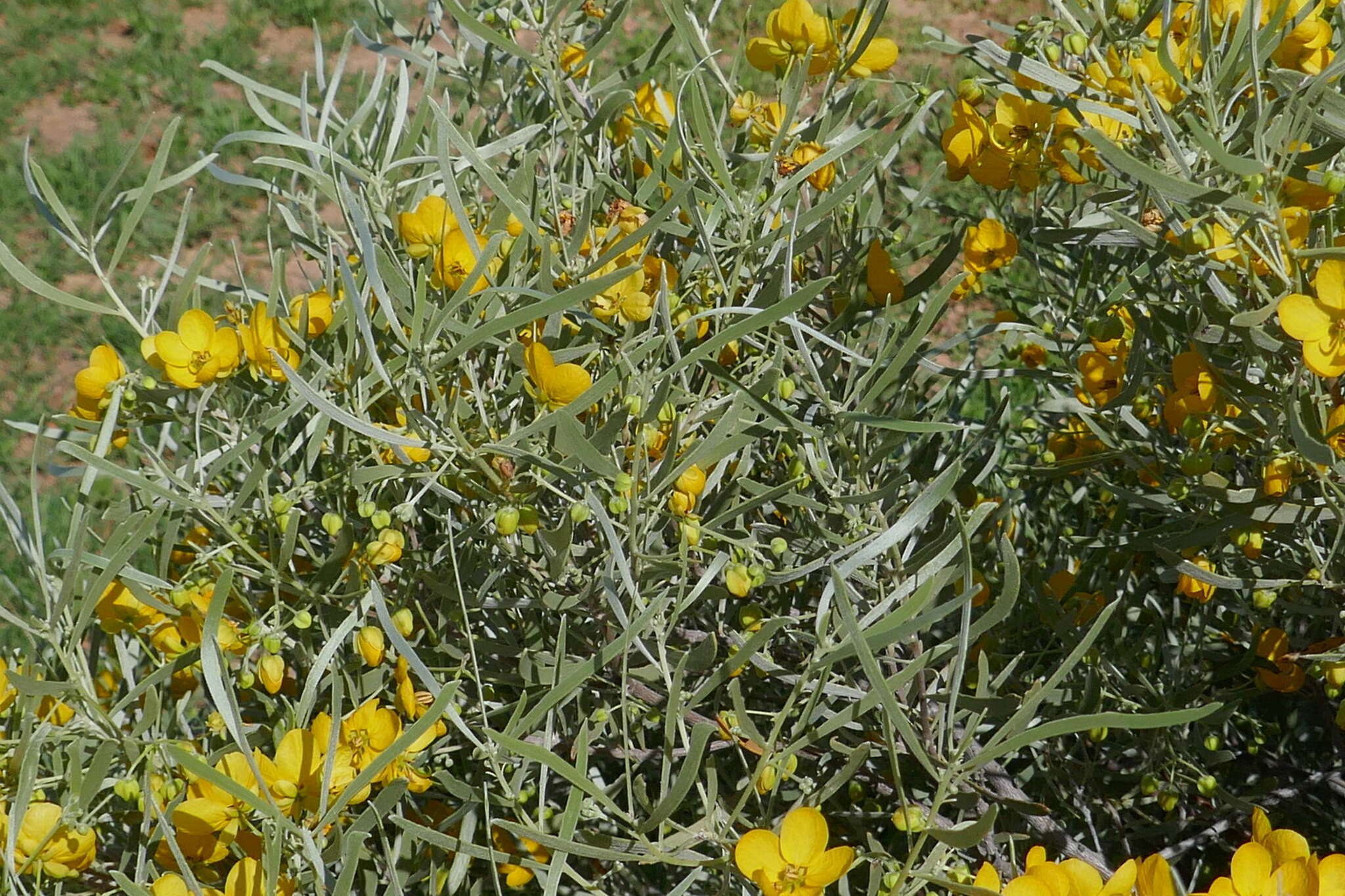 Image of <i>Senna artemisioides</i> subsp. <i>petiolaris</i>