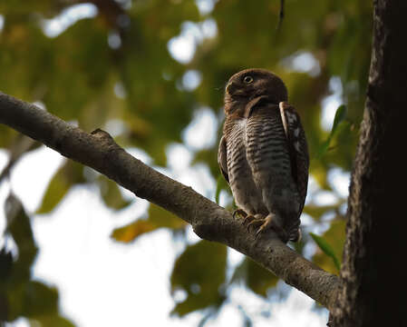 Imagem de Glaucidium radiatum (Tickell 1833)