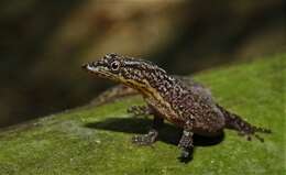 Sphaerodactylus continentalis Werner 1896的圖片