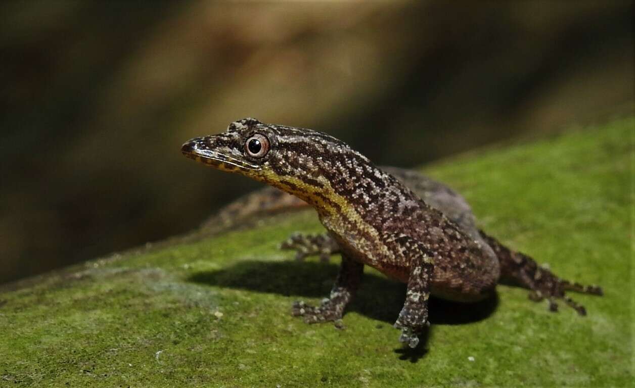 Image of Spotted Least Gecko