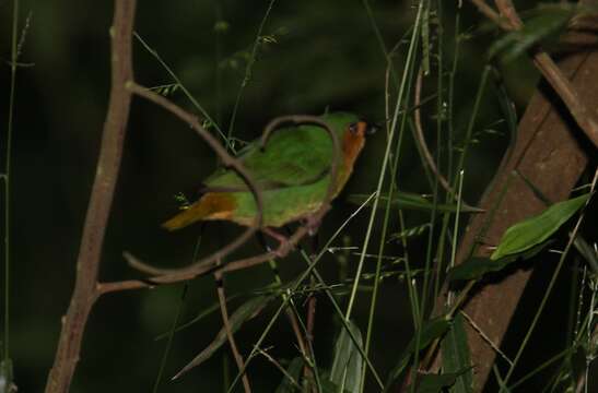 Image of Tawny-breasted Parrot-Finch