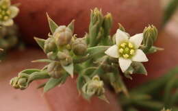 Image of Thesium costatum A. W. Hill