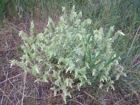 صورة <i>Onosma setosa</i>