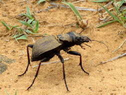 Image of Manticora tibialis Boheman 1848