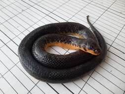 Image of Spotted Water Snake