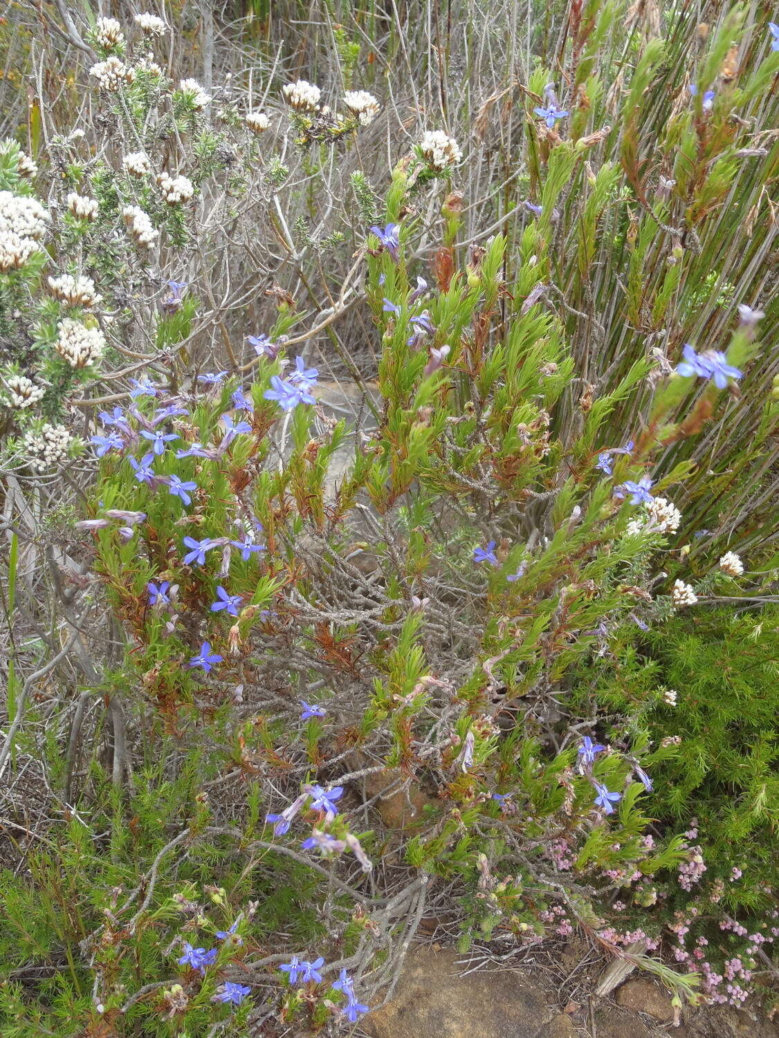 Image of Pine-leaf Lobelia