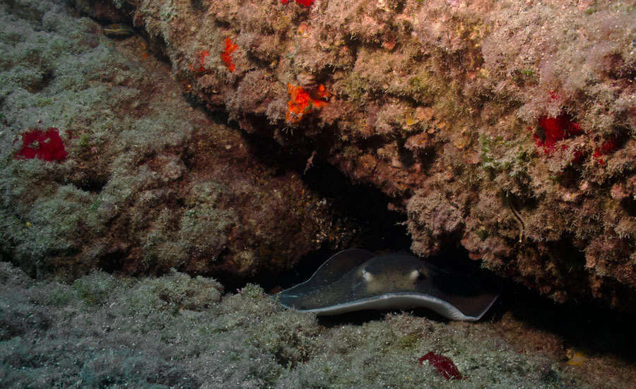 Image of round fantail stingray