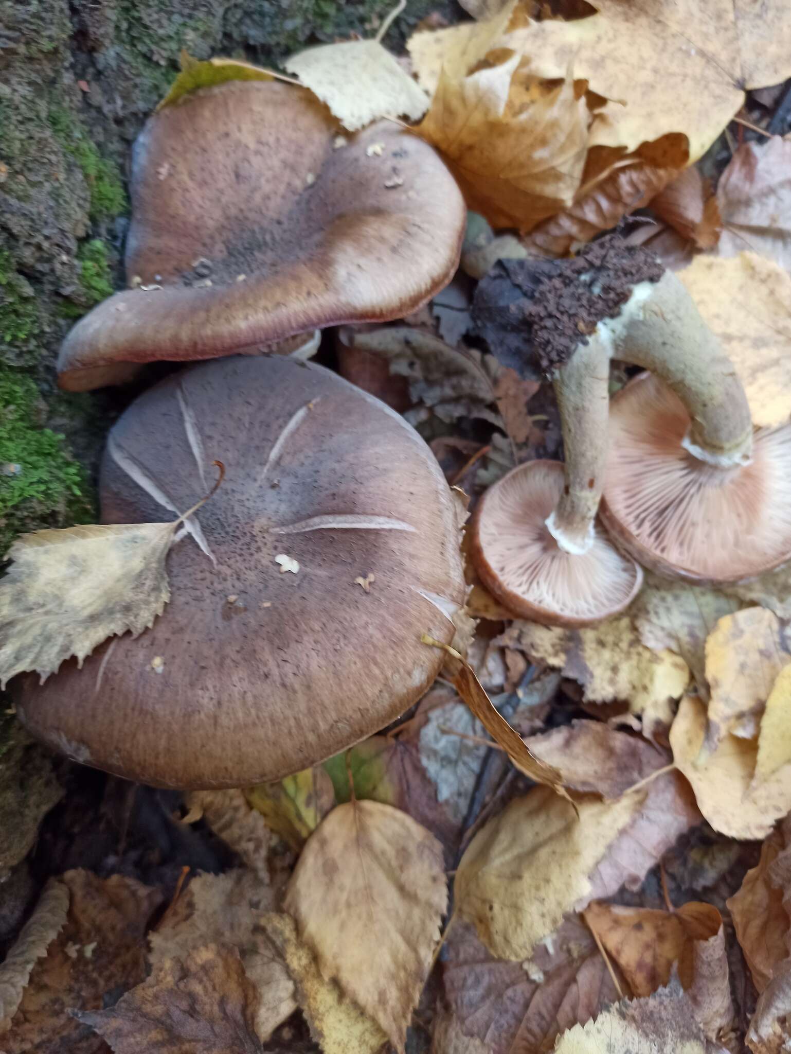 Image of Armillaria cepistipes Velen. 1920