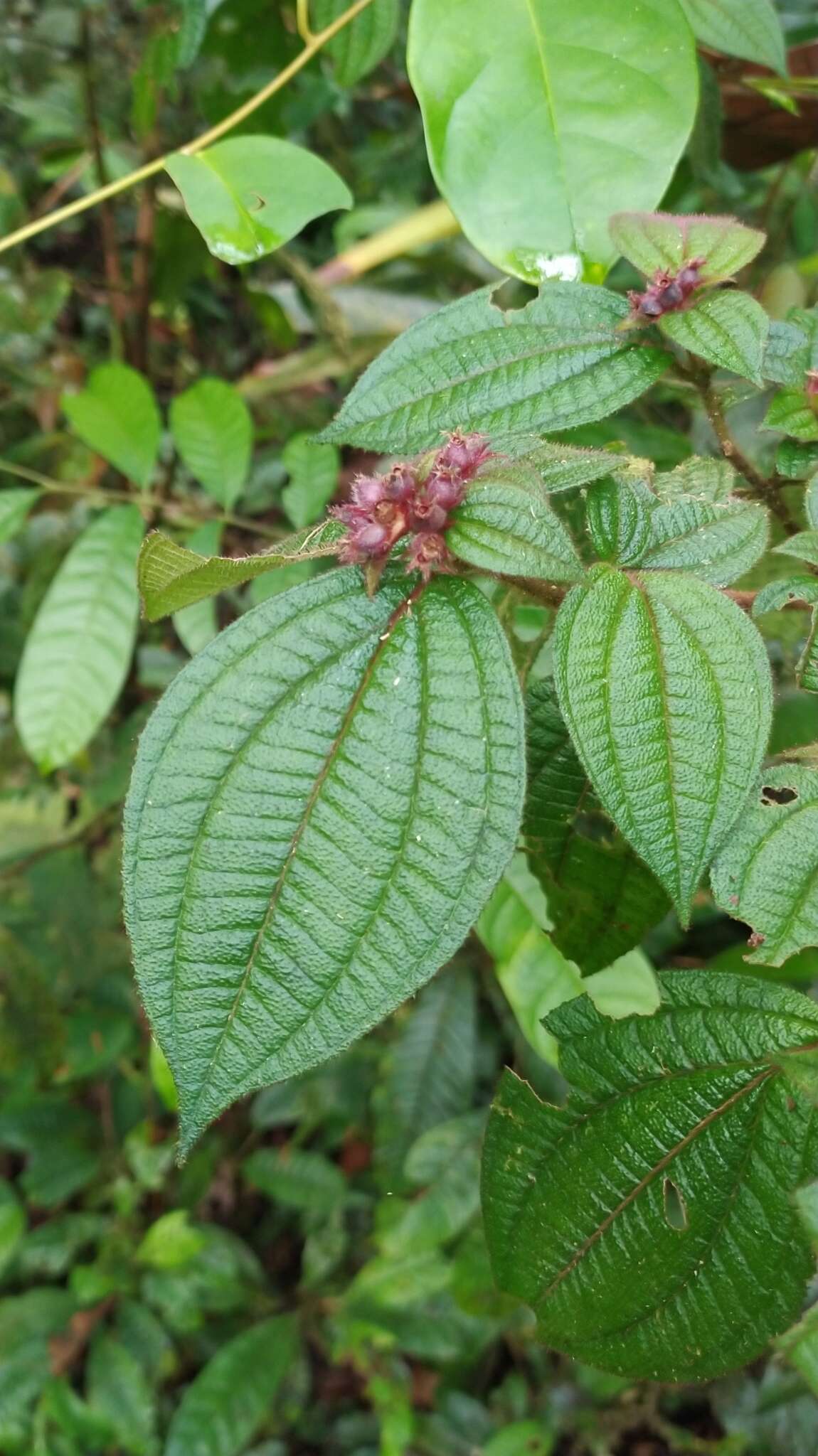 Image of Miconia conglomerata