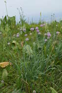 Image of Allium hymenorhizum Ledeb.