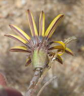 Image of Gazania krebsiana subsp. krebsiana