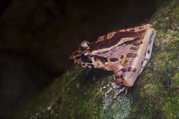 Image of Hole-in-the-head Frog