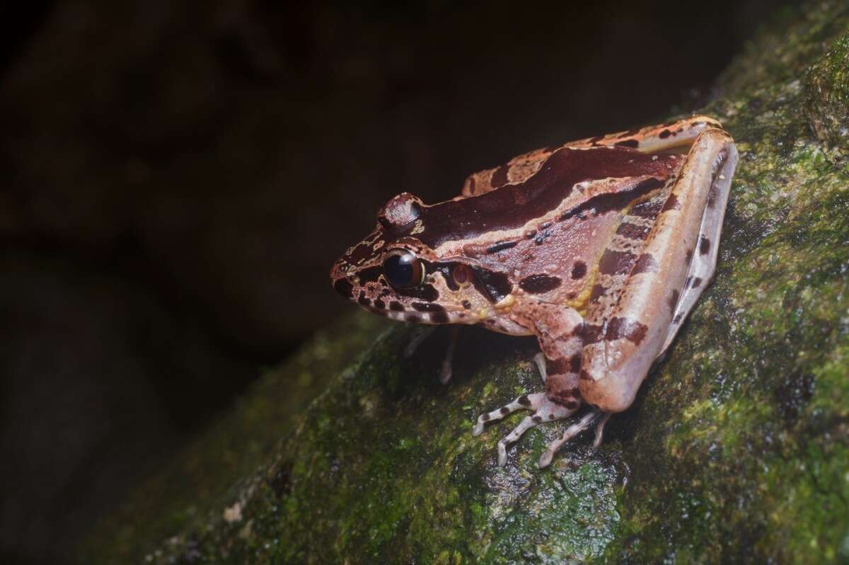 Image of Hole-in-the-head Frog