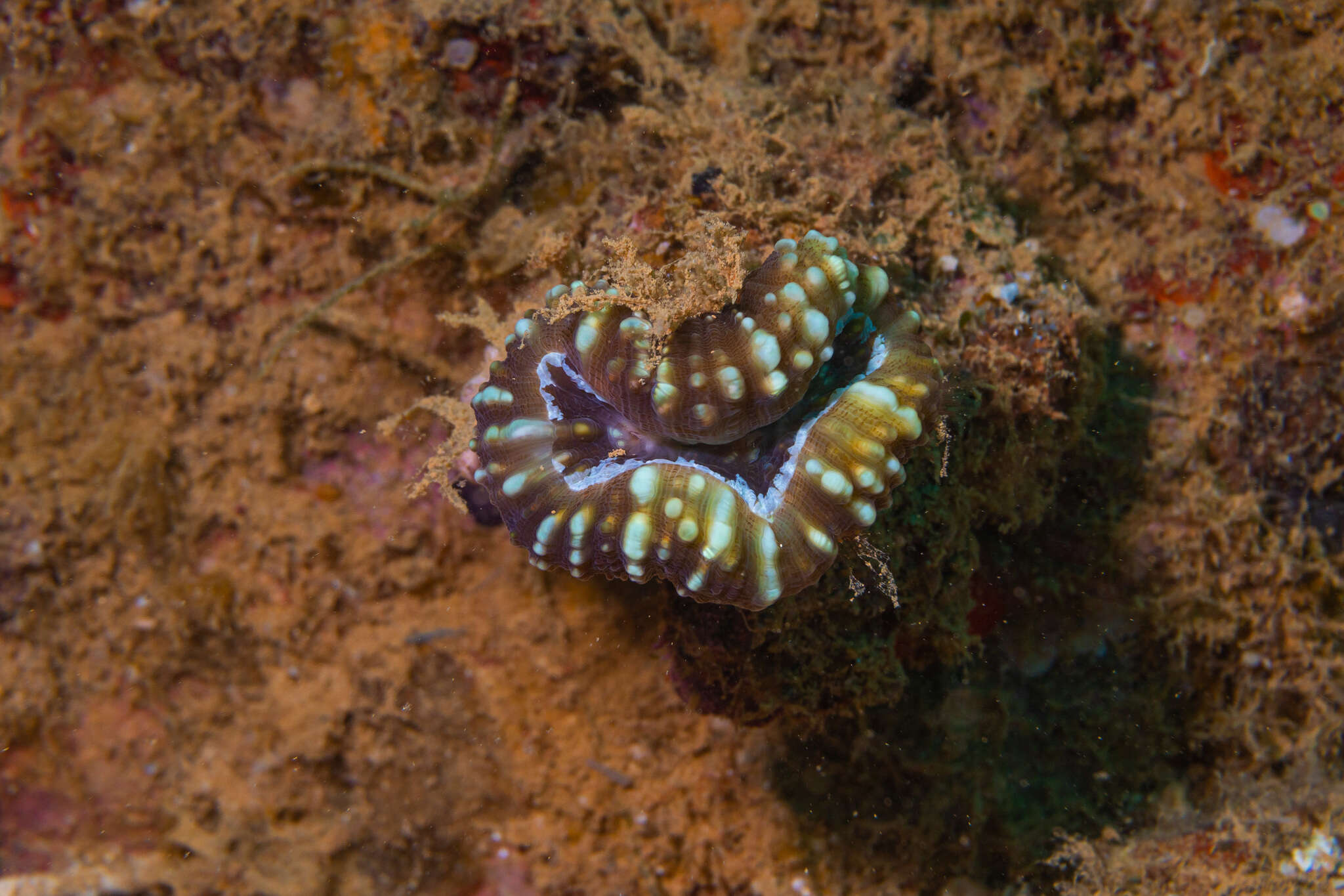 Image of Acanthastrea pachysepta (Chevalier 1975)