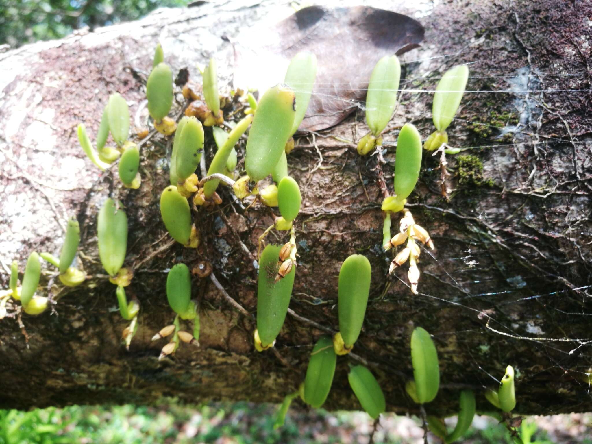 Image of Bulbophyllum humblotii Rolfe