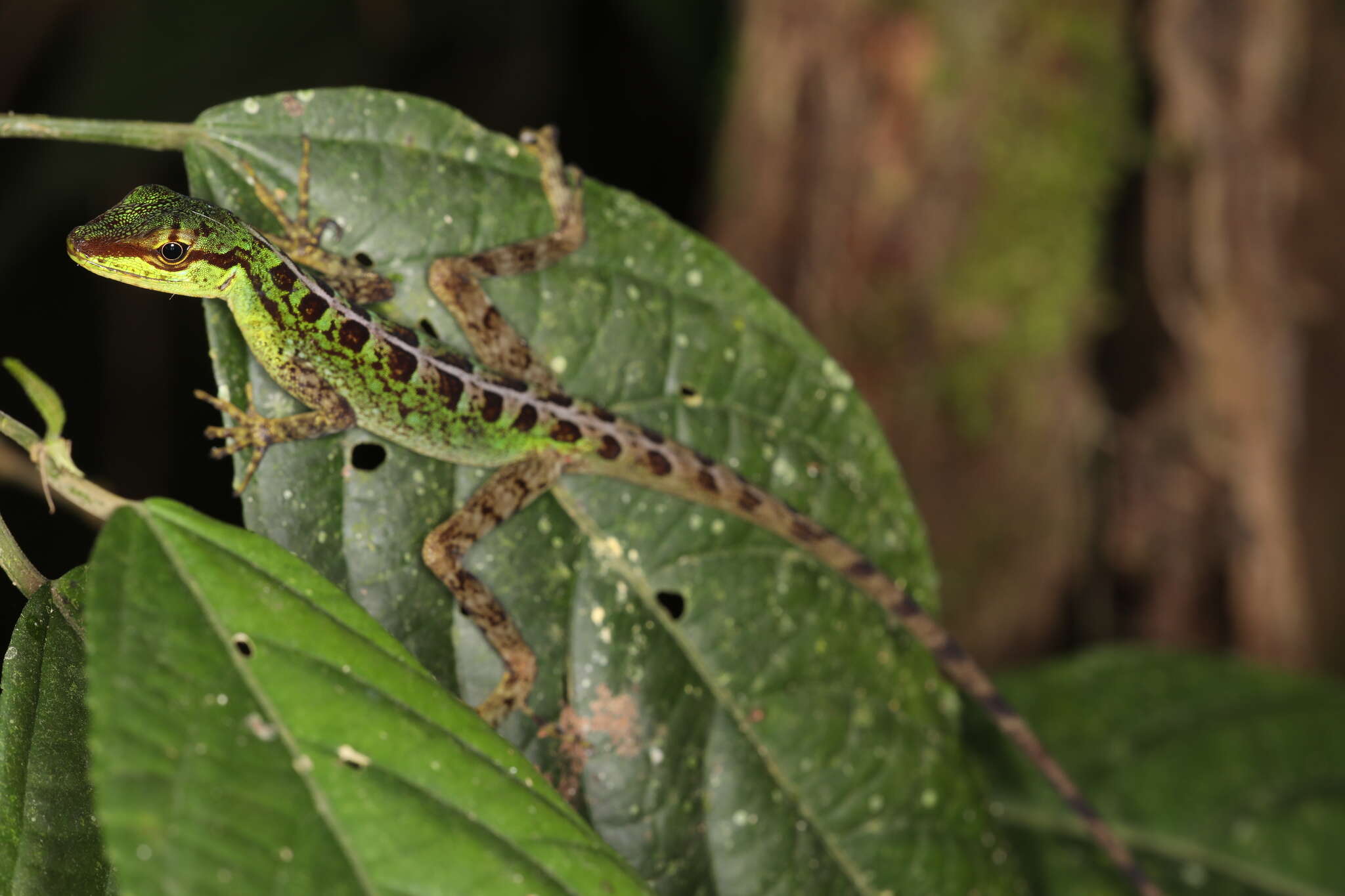 Sivun Anolis ventrimaculatus Boulenger 1911 kuva