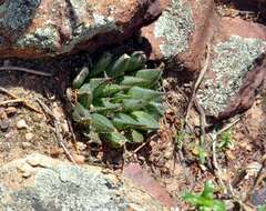 Слика од Haworthia maculata var. maculata