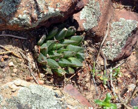 Image of Haworthia maculata var. maculata