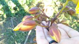 Imagem de Cochlospermum regium (Mart. & Schr.) Pilger