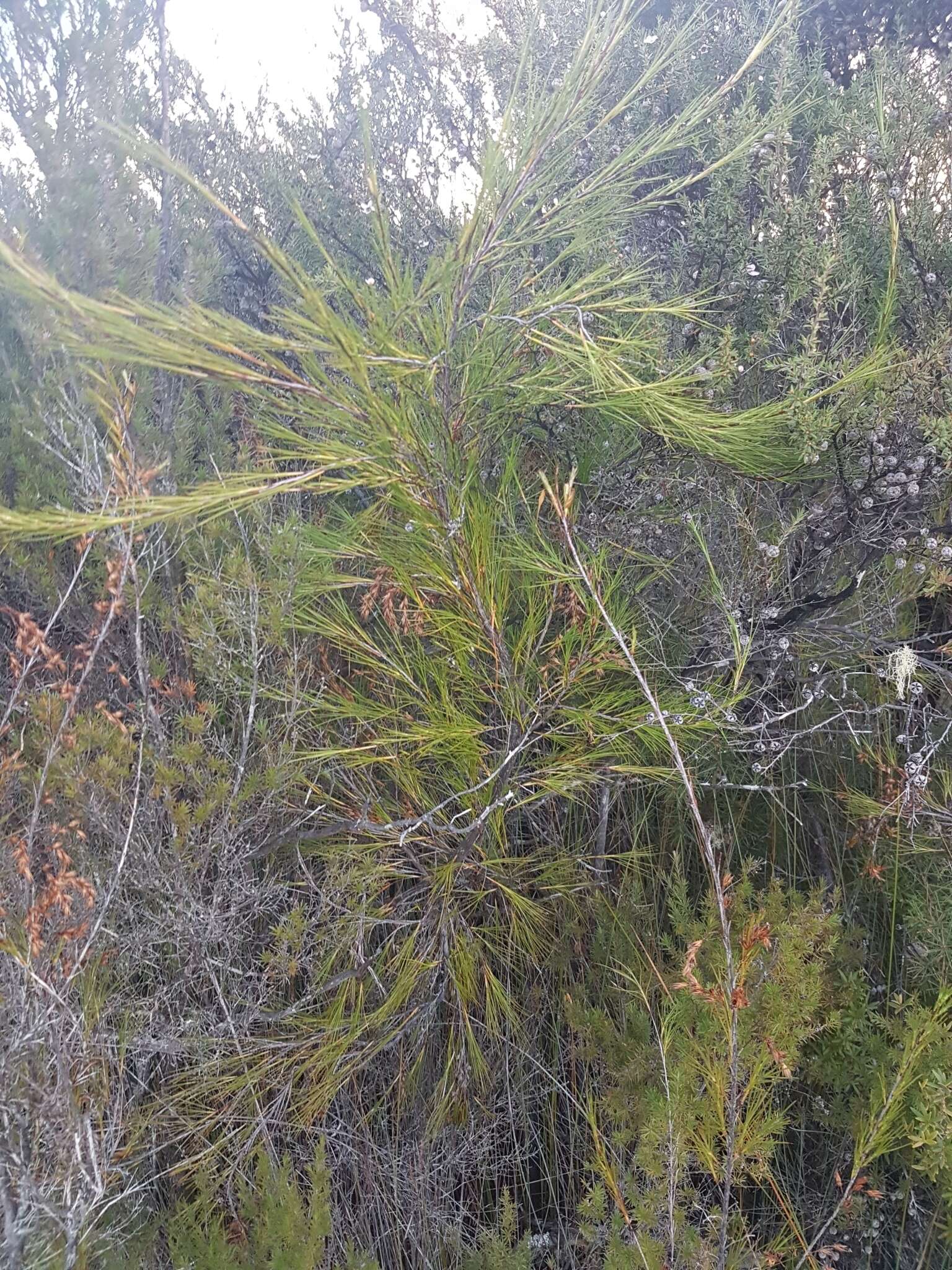 Image of Dracophyllum lessonianum A. Rich.